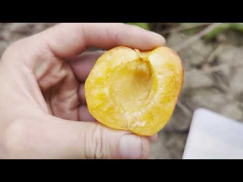 Видео: Приабель, Медіабель, Самурай, Пінккот, Пріміус, Сатісфекшн