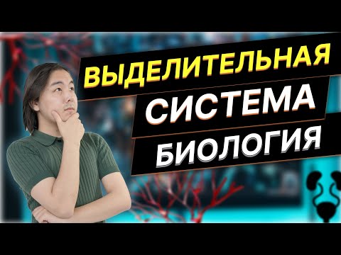 Видео: Выделительная система. ЕНТ 2024.