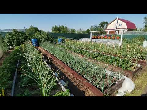 Видео: Счастье луковое. Обзор посадок лука -  севок, Эксибишен, Глобо и Ялтинский. Обновили забор сеткой