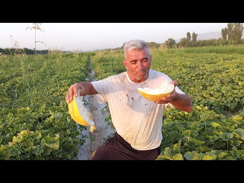 Видео: харбуза парвари бо усули деҳқонони Жиззах қисми 2 17 07 2023с