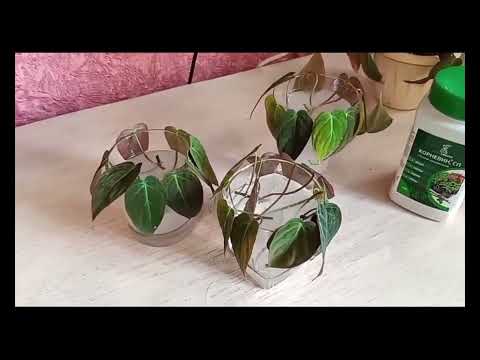 Видео: Черенкование филодендрона "Миканс" и его пересадка)) Часть 1