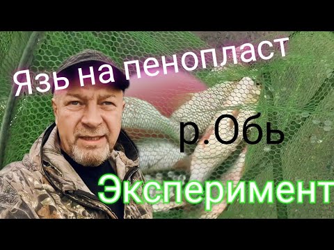 Видео: р.Обь.Язь на пенопласт.Эксперимент.