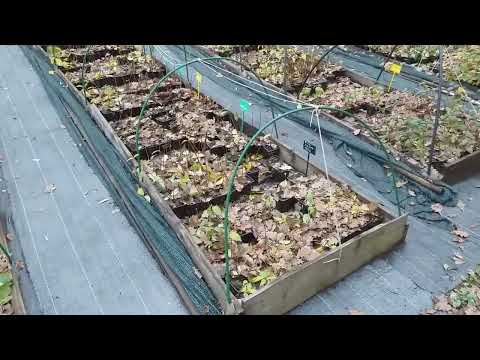 Видео: КАК ЗИМУЮТ САЖЕНЦЫ МЕТЕЛЬЧАТЫХ ГОРТЕНЗИЙ в горшках р9 #саженцыгортензий