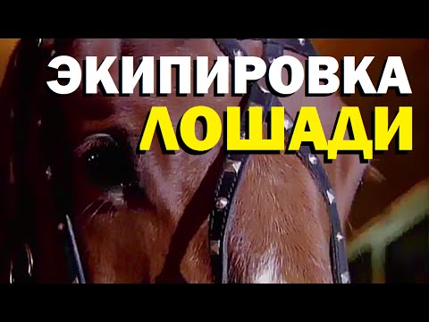 Видео: Галилео. Экипировка лошади