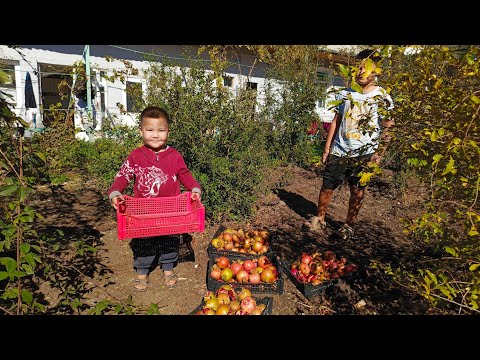 Видео: 3 жылдық Анар өнімі