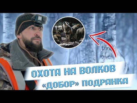 Видео: Охота на волка. «Добор» подранка.