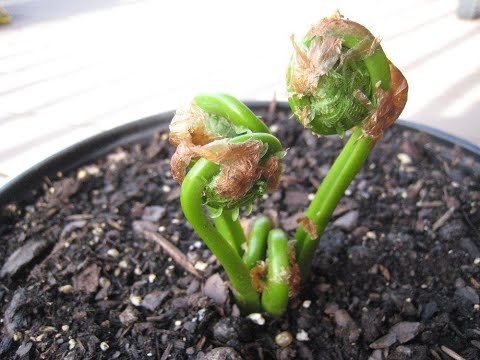 Видео: №8. Промежуточный итог посева спор папоротников. Ответ зрителю.