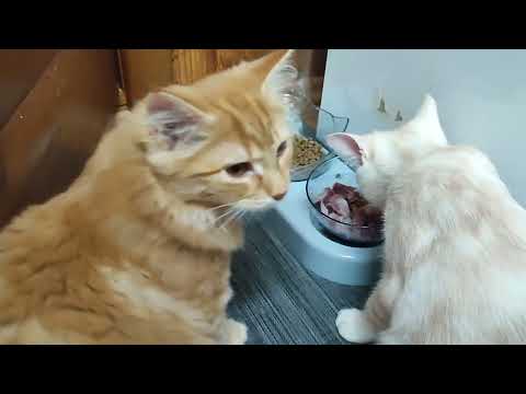 Видео: День дома с животными. Дневник за 28.10.25