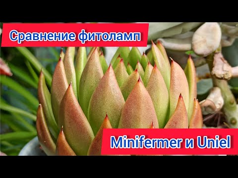 Видео: Сравнение фитоламп Minifermer и Uniel для суккулентов. Замеры уровня освещенности разными лампами