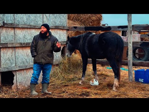 Видео: Жылқыларды түгендеп, Бойка жирен айғырды қарап келдім.