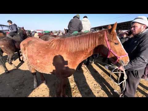 Видео: ЖЫЛКЫ БАЗАР/ СЕМИЗ/ Каракол мал базар/ 2-ноябрь
