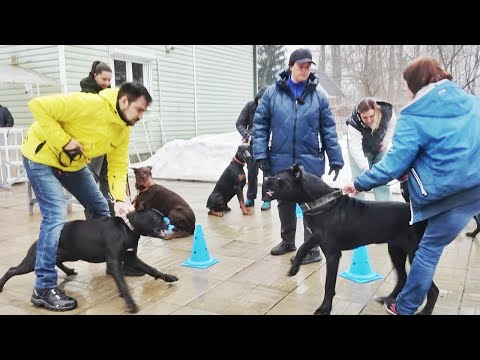 Видео: ДТ - 313. Кане-корсо и доберманы. Тяжёлый урок по коррекции агрессии