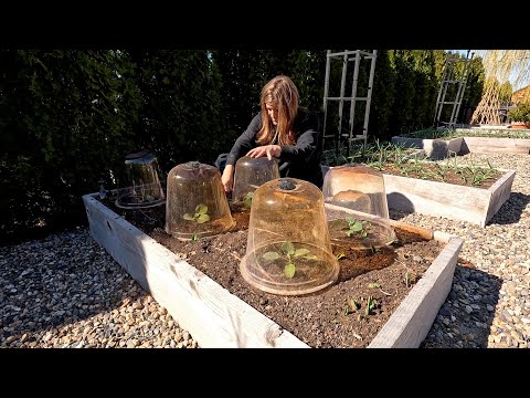 Видео: Посадка весенних культур! 🥕🥦🫛 (Высокие грядки ПОЛНЫ!) // Garden Answer