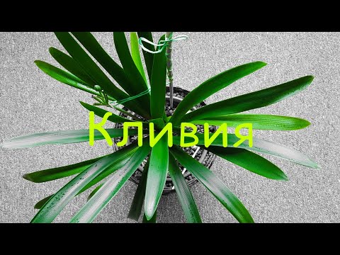 Видео: Clivia|Клівія|Кливия|Уход в домашних условиях|Цветение|Размножение|Возможные сложности в выращивании