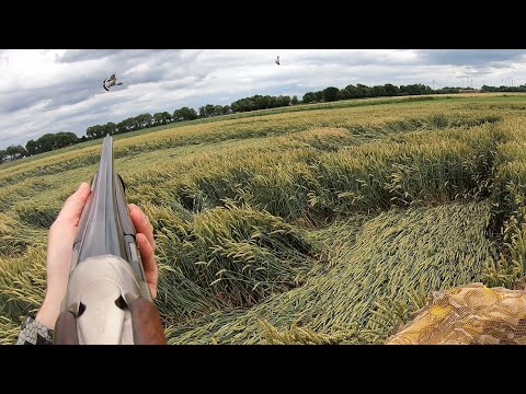 Видео: Охота на голубей - 17 птиц