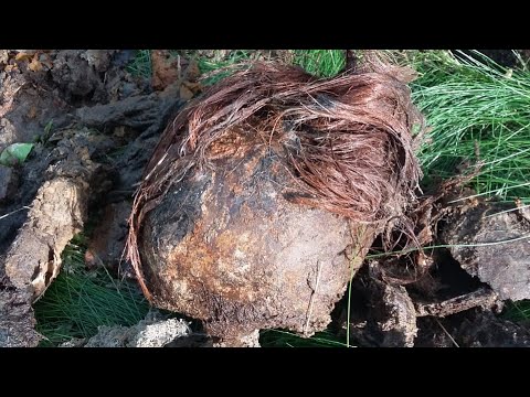 Видео: Продолжаем искать пропавших без вести солдат we continue to search for missing soldiers