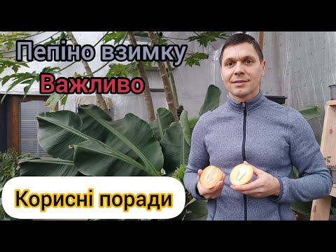 Видео: Пепіно - як зимою доглядати щоб влітку мати гарний врожай.