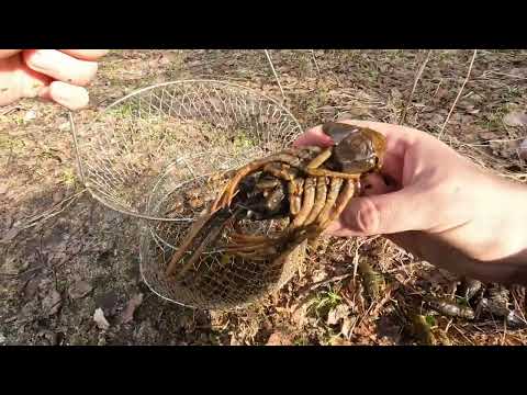 Видео: Новый сезон. Ловля раков. Раколовки