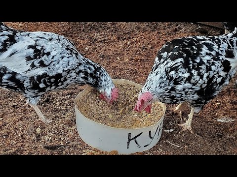 Видео: КУРЫ, РАЗБРАСЫВАЮТ КОРМ! ПРОСТОЕ РЕШЕНИЕ ПРОБЛЕМЫ.