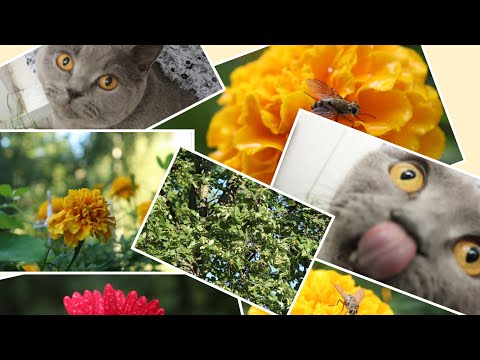Видео: Мой АСМР 1-5 августа ⛈️🌞🌼🌺🐱