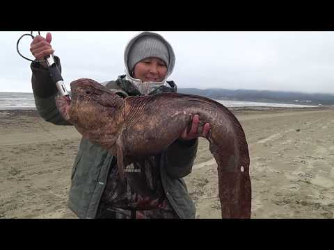 Видео: Морская рыбалка. Поймали рыбу -"собаку". Укачало.