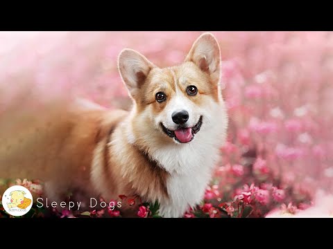 Видео: Музыка глубокой разлуки для расслабления собаки! 💖 Расслабляющая музыка для сна