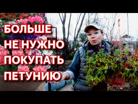 Видео: Черенкование петунии осенью. Как сохранить петунию до весны. Черенкование в торфяных таблетках.