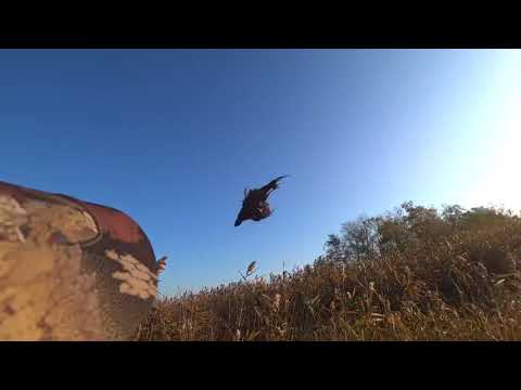 Видео: Открытие Охоты на фазана 2019