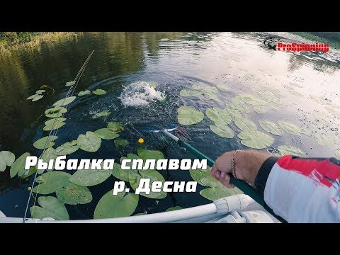 Видео: Где искать голавля на Десне, сплав за голавлем!