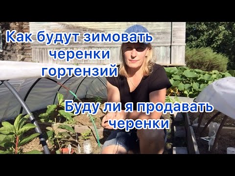 Видео: КАК БУДУТ ЗИМОВАТЬ ЧЕРЕНКИ ГОРТЕНЗИЙ. Чем буду укрывать и буду ли продавать черенки.