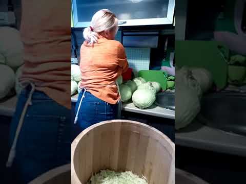 Видео: Солим  капусту в дубовой бочке