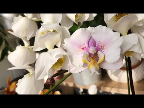 Видео: Орхидея, о которой я даже не мечтала💘