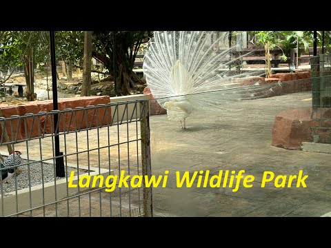 Видео: Лангкави контактный зоопарк Langkawi Wildlife Park 29.03.2024