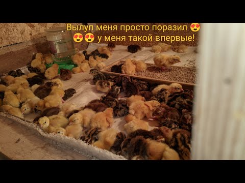 Видео: Инкубация перепелов в Матрице Вегас (техаский, эстонский, селадон)