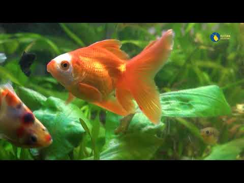 Видео: Чо на разводне или добро пожаловать домой