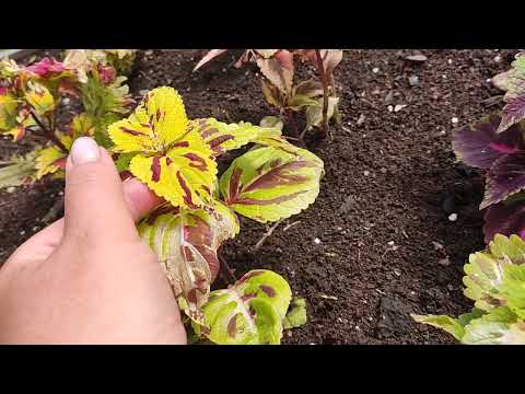 Видео: Почему колеусы "страшнеют"😂 после высадки и не растут?!