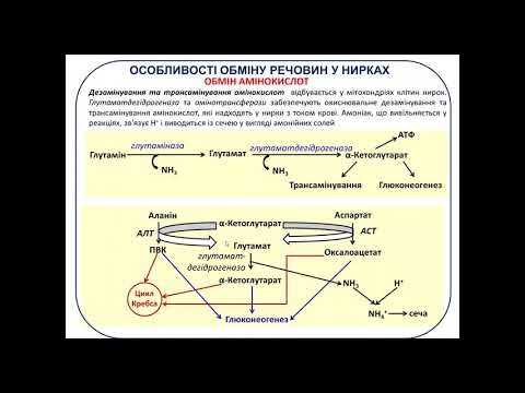 Видео: Крок 1 Біохімія нирок та сечі