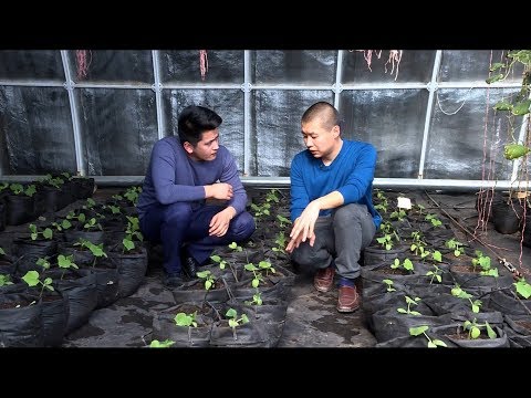 Видео: Боз үйдө бадыраң өстүргөн Тилек\ Жашыл чарба