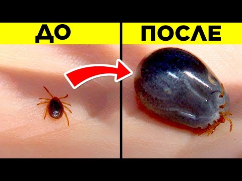 Видео: Самые Опасные Насекомые И Паукообразные В Мире