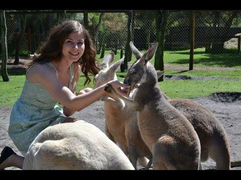 Видео: КЕНГУРУ!!!  ТО ЛИ КРОЛИК ТО ЛИ ЛОШАДЬ, А ЕСТ КАК СОБАКА   Feeding kangaroo Australia