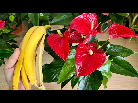 Видео: Секрет яркого цветения вашего антуриума всего за 1 неделю!