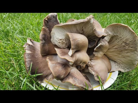 Видео: Выращивание грибов вешенка в мешках с соломой. Подробное описание способа.