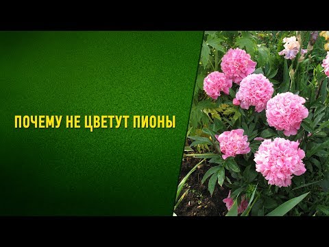 Видео: Почему не цветут пионы