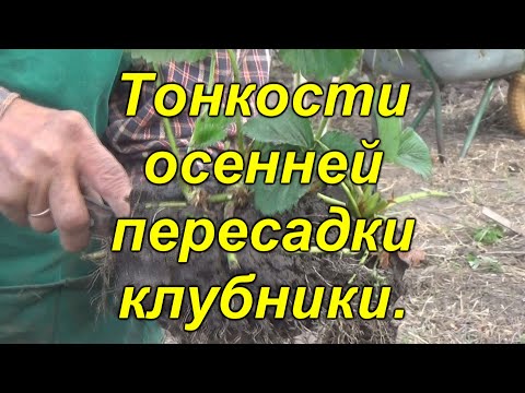 Видео: Как правильно ПЕРЕСАДИТЬ клубнику осенью (100%)