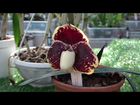 Видео: Цветение сентябрь 2025. Coryanthes macrantha