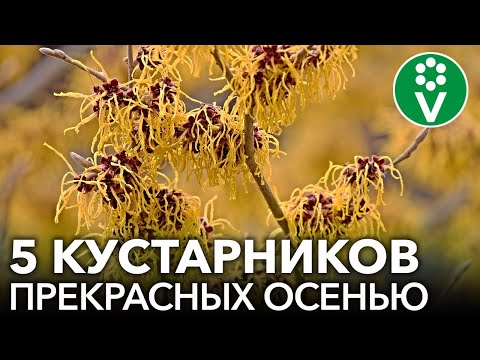 Видео: 5 КУСТАРНИКОВ, ОТ КОТОРЫХ ГЛАЗ НЕ ОТОРВАТЬ ОСЕНЬЮ!