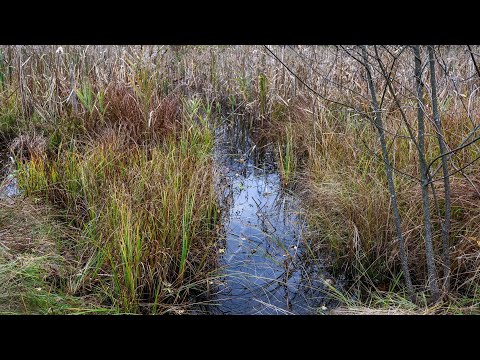 Видео: Канави,які йдуть з лісу до центра Болота забиті Рибою.Не встигаю закидати Поплавок