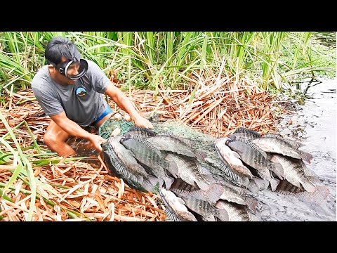 Видео: Опытные рыбаки поймали гигантскую тиляпию