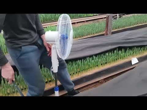 Видео: Обзор тюльпана на 29.01.2025.