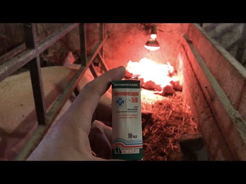 Видео: ДИАРЕЯ У ПОРОСЯТ// профилактика диареи у поросят//лечение диареи